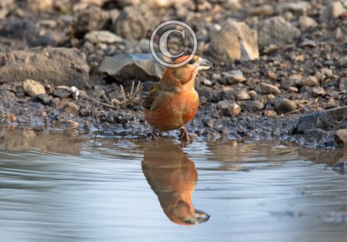 Male Crossbill  DM1783